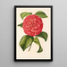 Camellia Francesco Burlamachi - Charles Antoine Lemaire — inramlat konstverk på väggen