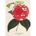 Camellia Giardino Santarelli - Charles Antoine Lemaire — vy av konstverket