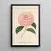 Reproduktion av målningen Camellia Giardino Schmitz - Charles Antoine Lemaire