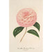 Reproduktion av målningen Camellia Giardino Schmitz - Charles Antoine Lemaire