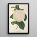 Reproduktion av målningen Camellia Giuseppe Biasi - Charles Antoine Lemaire