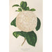 Reproduktion av målningen Camellia Giuseppe Biasi - Charles Antoine Lemaire