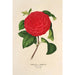 Reproduktion av målningen Camellia Il Giogello - Charles Antoine Lemaire