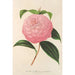 Camellia Isabella Orsini Franchetti - Charles Antoine Lemaire — vy av konstverket