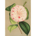 Camellia Luisa Bartoloni - Charles Antoine Lemaire — vy av konstverket