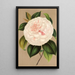 Reproduktion av målningen Camellia Madame Cachet - Charles Antoine Lemaire