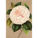 Reproduktion av målningen Camellia Madame Cachet - Charles Antoine Lemaire