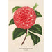 Camellia Madame Rudolph Abel - Charles Antoine Lemaire — vy av konstverket