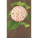 Camellia Madame Verschaffelt - Charles Antoine Lemaire — vy av konstverket