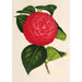 Camellia Marchesa Davia - Charles Antoine Lemaire — vy av konstverket