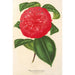 Camellia Marianna Talenti - Charles Antoine Lemaire — vy av konstverket