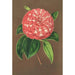 Camellia Matteo Malfino hybrid - Charles Antoine Lemaire — vy av konstverket