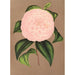 Reproduktion av målningen Camellia Mistress Dombrain - Charles Antoine Lemaire