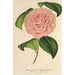 Camellia Mme de Cannart d'Hamal - Charles Antoine Lemaire — vy av konstverket