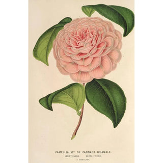 Charles Antoine Lemaire - Camellia Mme de Cannart dHamal.webp