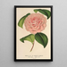 Camellia Mme de Cannart d'Hamal - Charles Antoine Lemaire — inramlat konstverk på väggen