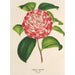 Camellia Nazzari - Charles Antoine Lemaire — vy av konstverket