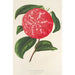 Camellia Ninfa del Tebro - Charles Antoine Lemaire — vy av konstverket