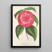 Reproduktion av målningen Camellia Petazzi - Charles Antoine Lemaire