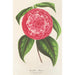 Reproduktion av målningen Camellia Petazzi - Charles Antoine Lemaire