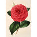 Camellia Poldina Vanturi - Charles Antoine Lemaire — vy av konstverket