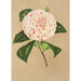 Reproduktion av målningen Camellia Principessa Clotilde - Charles Antoine Lemaire