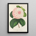 Reproduktion av målningen Camellia Reine des Beautés - Charles Antoine Lemaire