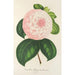 Reproduktion av målningen Camellia Reine des Beautés - Charles Antoine Lemaire