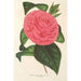 Camellia Roma risorta - Charles Antoine Lemaire — vy av konstverket