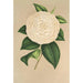 Camellia Sangalli - Charles Antoine Lemaire — vy av konstverket