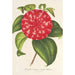 Reproduktion av målningen Camellia Souvenir d'Émile Defresne - Charles Antoine Lemaire