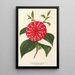 Reproduktion av målningen Camellia Stella Polare - Charles Antoine Lemaire