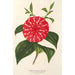 Reproduktion av målningen Camellia Stella Polare - Charles Antoine Lemaire