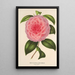 Reproduktion av målningen Camellia Teresita Canzio Garibaldi - Charles Antoine Lemaire