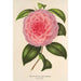 Reproduktion av målningen Camellia Teresita Canzio Garibaldi - Charles Antoine Lemaire