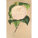 Camellia Vesillo dell'Arno - Charles Antoine Lemaire — vy av konstverket