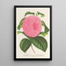 Reproduktion av målningen Camellia Vicomte de Nieuland - Charles Antoine Lemaire