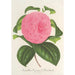 Reproduktion av målningen Camellia Vicomte de Nieuland - Charles Antoine Lemaire