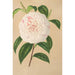 Camellia Virginia Franco - Charles Antoine Lemaire — vy av konstverket