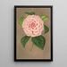 Reproduktion av målningen Camellia Vittorio Emmanuele II - Charles Antoine Lemaire
