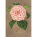 Reproduktion av målningen Camellia Vittorio Emmanuele II - Charles Antoine Lemaire