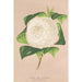 Reproduktion av målningen Camellia alba ornatissima - Charles Antoine Lemaire