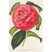 Camellia reticulata var. flore pleno - Charles Antoine Lemaire — vy av konstverket