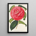 Camellia reticulata var. flore pleno - Charles Antoine Lemaire — inramlat konstverk på väggen