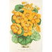 Capucine Tom Pouce - Charles Antoine Lemaire — vy av konstverket
