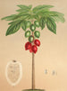 Carica erythrocarpa - Charles Antoine Lemaire — vy av konstverket