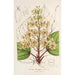 Catalpa Kaempferi - Charles Antoine Lemaire — vy av konstverket