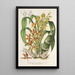 Reproduktion av målningen Catasetum trimerochilum - Charles Antoine Lemaire
