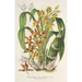 Reproduktion av målningen Catasetum trimerochilum - Charles Antoine Lemaire