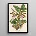 Reproduktion av målningen Cattleya Aclandiae - Charles Antoine Lemaire
